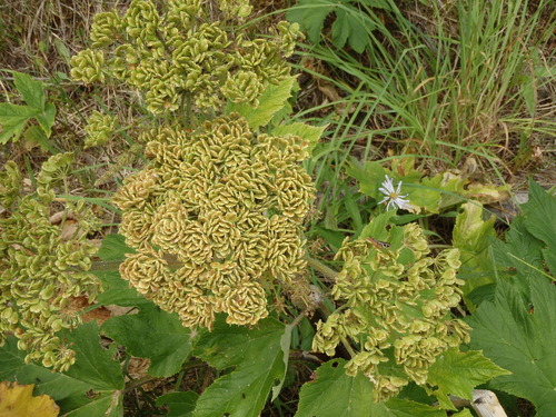 GDMBR: A Rose looking Succulent on NF-4353, MT.